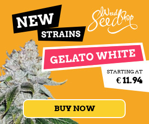 Gelato White Feminized Seeds