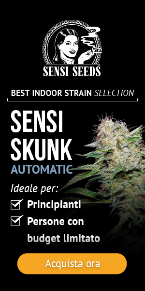 Sensi Seeds - Sensi Skunk | Automatic